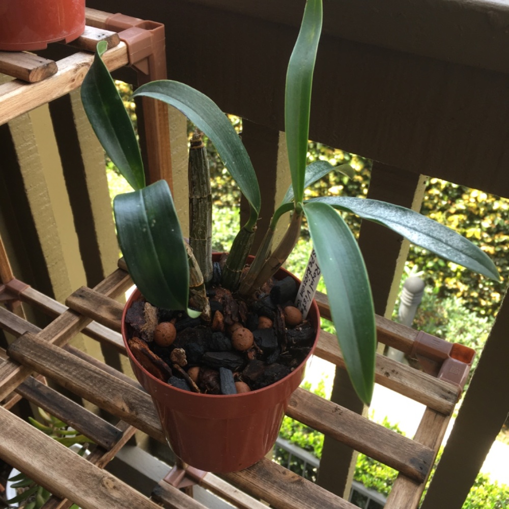 🌼 Rare Australian Dendrobium Orchid ( Only 1 offered this year)_ Collection #3. - Picture 4 of 13